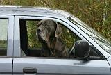 VOITURE - CAR 222